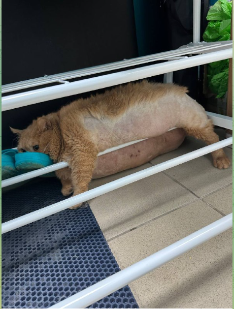 Priča koja je nasmijala svijet: Mačak od 17 kg pokušao da pobjegne sa trake za vježbanje pa se zaglavio