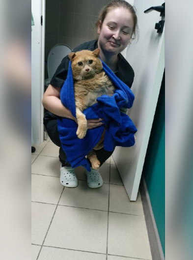 Priča koja je nasmijala svijet: Mačak od 17 kg pokušao da pobjegne sa trake za vježbanje pa se zaglavio