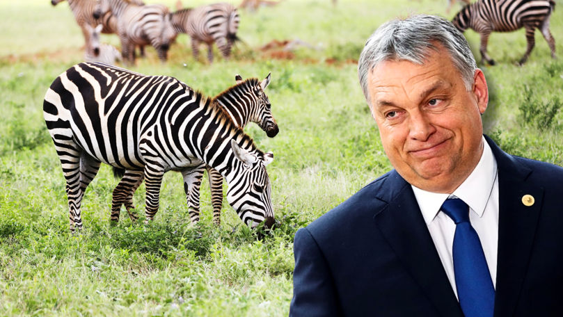 Orban zebre, Kadirov medvjede, jedan lider ajkulu, a Tito životinje iz tri kontinenta