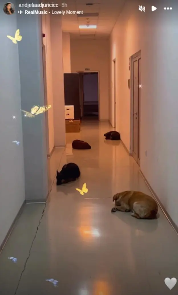 Prizor koji je zatekla u Šimanovcima doveo je do suza – Anđela Đuričić otkrila šta se desilo nakon emisije