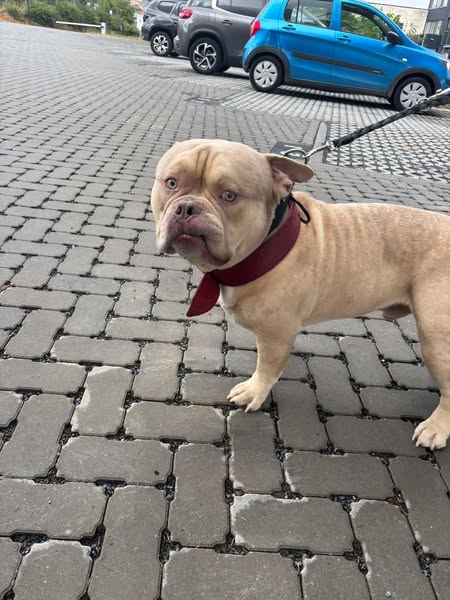 NEVJEROVATNO I TUŽNO: Vlasnica ostavila psa na aerodromu, nitko ne vjeruje razlogu