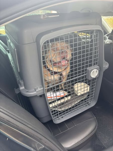 NEVJEROVATNO I TUŽNO: Vlasnica ostavila psa na aerodromu, nitko ne vjeruje razlogu