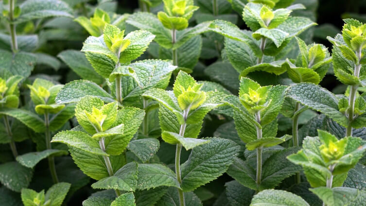 Ovaj obični čaj skriva moć koju vaše tijelo obožava – saznajte kako ga pravilno pripremiti