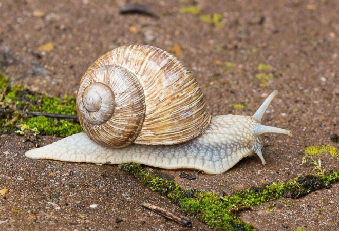 Puževi bježe glavom bez obzira: Sadite ove dvije biljke i zaštitite vrt prirodno!