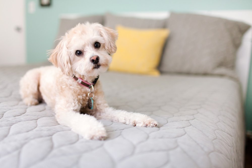 Idealni kućni ljubimci za stan: kako izabrati onog pravog