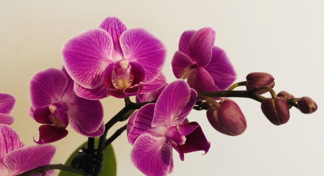 U čemu je tajna dugovječnih orhideja i zašto drugima nestanu preko noći?