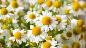 Ljekovita svojstva kamilice: Zlatni čaj koji liječi tijelo i um