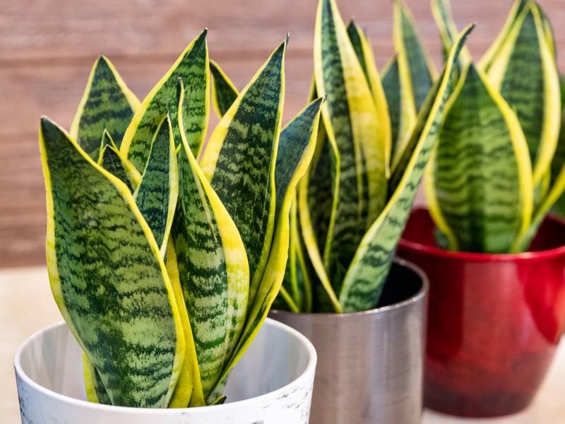 Ove biljke, prema vjerovanjima, tjeraju sreću iz kuće: Mnogi ih drže, a ne znaju šta privlače