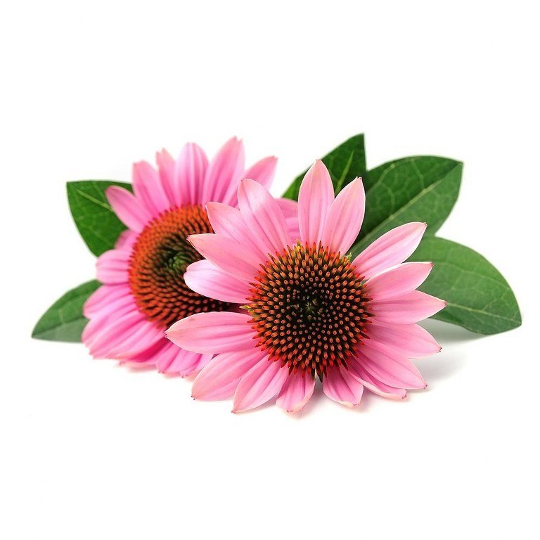 Sedam biljaka koje prirodno jačaju imunitet i štite od virusa