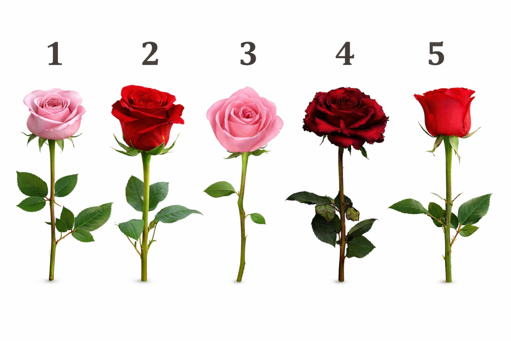 Pet ruža, pet sudbina – koju vi birate?