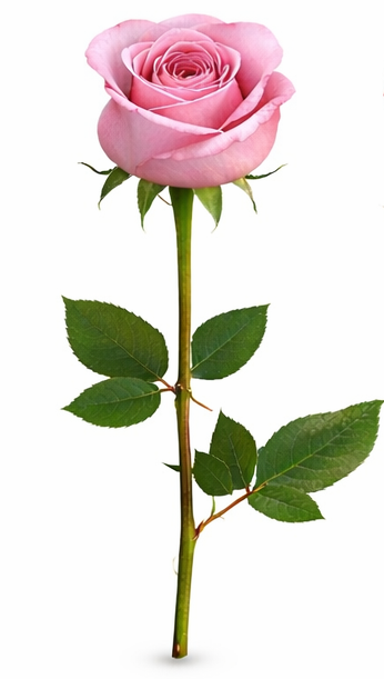 Ruža broj 1 – simbol nježnosti, emocija i iskrene ljubavi