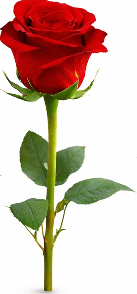 Ruža broj 2 – simbol strasti, predanosti i snažne ljubavi