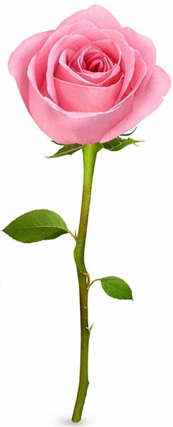 Ruža broj 3 – simbol optimizma, vedrine i pozitivnog duha