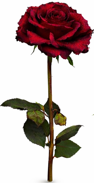 Ruža broj 4 – simbol emotivnih rana, tuge i unutrašnje borbe