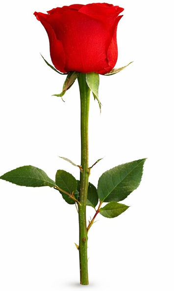 Ruža broj 5 – simbol rasta, novih početaka i životnih promjena