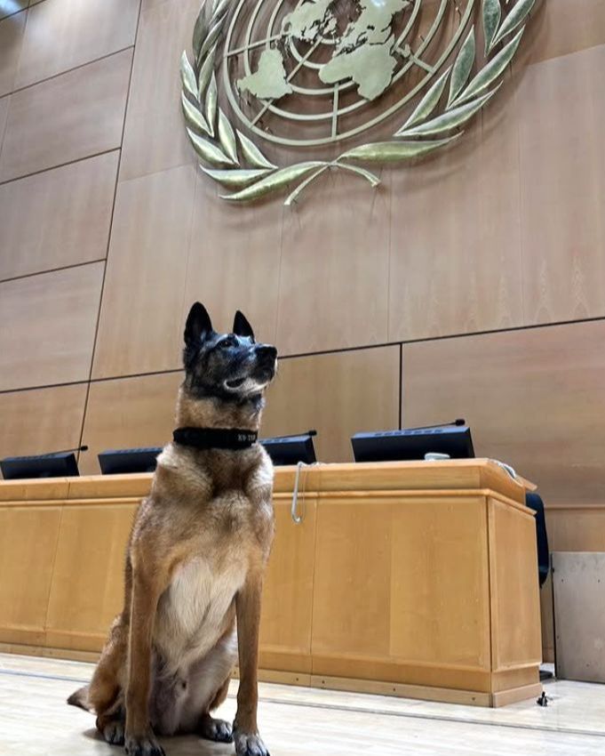 Dok svijet raspravlja, on čuva mir: Thor, pas u službi UN-a