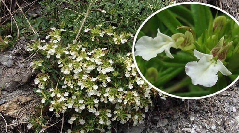 Ljekovita svojstva iva čaja – dar prirode za zdravlje cijelog organizma