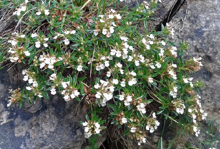 Ljekovita svojstva iva čaja – dar prirode za zdravlje cijelog organizma