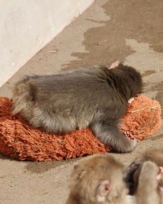 Mali heroj velikog srca: Punch osvojio svijet jednim zagrljajem!