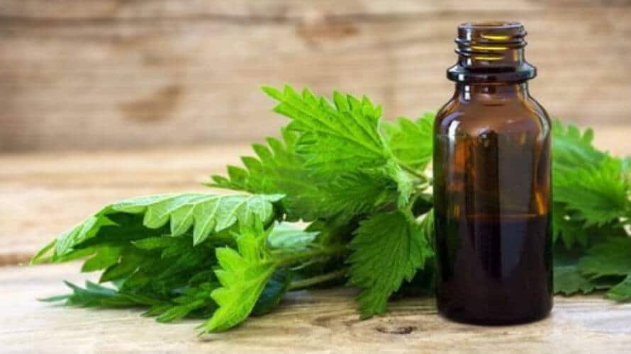 Tinktura od koprive – prirodni eliksir za ljepotu kose, kože i noktiju