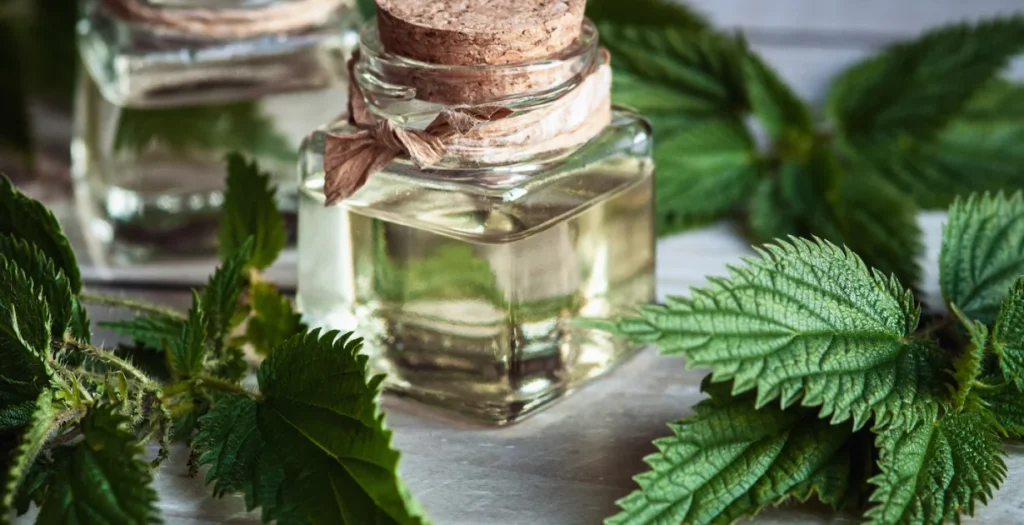 Tinktura od koprive – prirodni eliksir za ljepotu kose, kože i noktiju