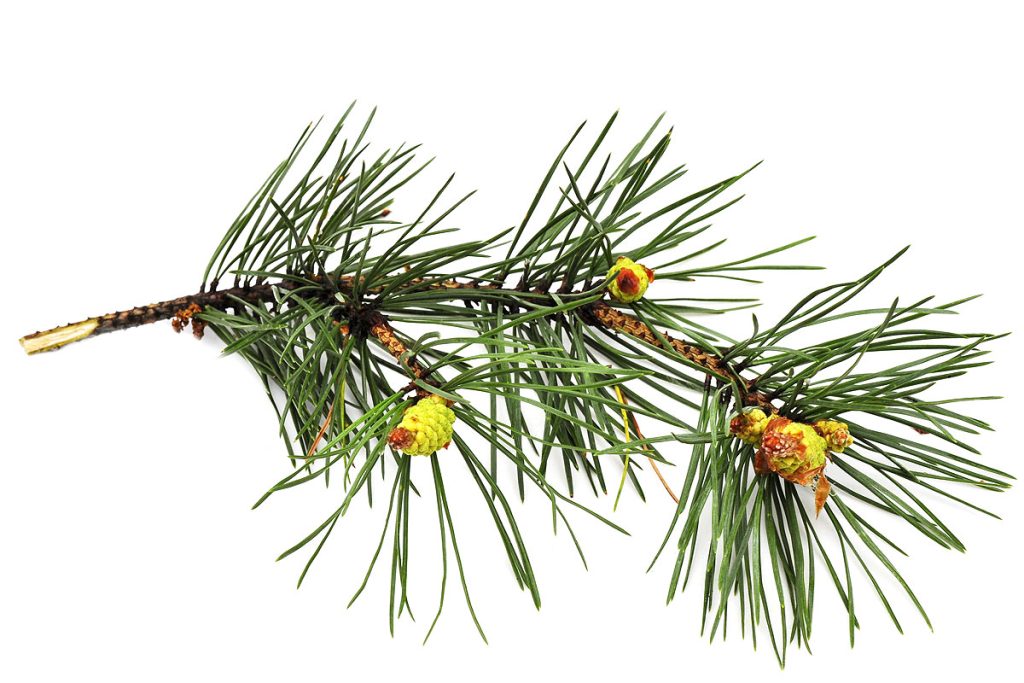 Čudesna moć borovih iglica: Prirodni lijek koji jača imunitet i čisti pluća