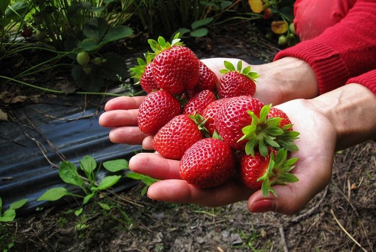 Ako volite jagode, ovo morate pročitati: Njihova moć će vas iznenaditi!