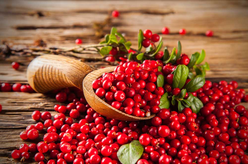 Ljekovita moć brusnice: Za srce, bubrege i imunitet prirodnim putem