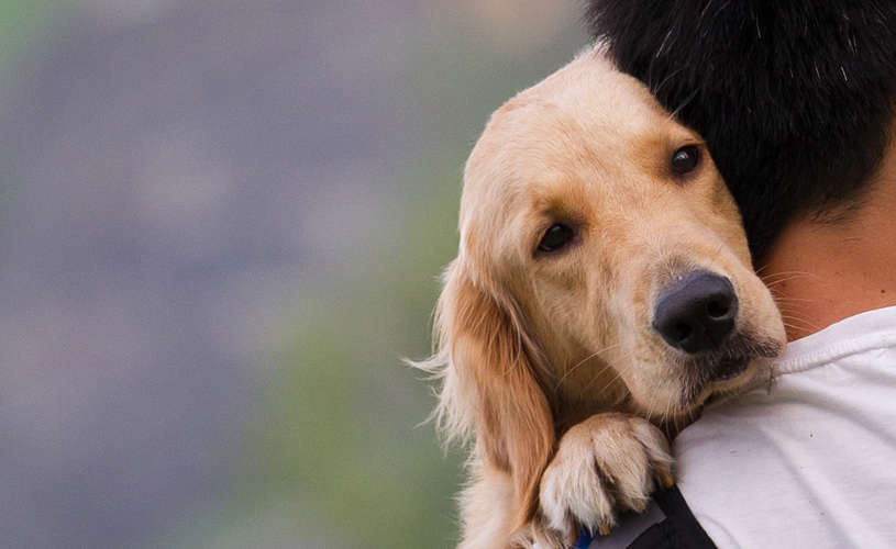 Tuga i odanost: Kada ljubav između čovjeka i psa govori više od riječi