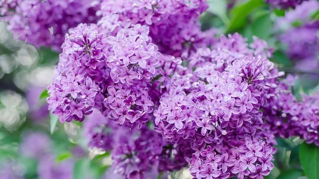 Jorgovan nije samo miris proljeća: Evo šta sve liječi ova čudesna biljka