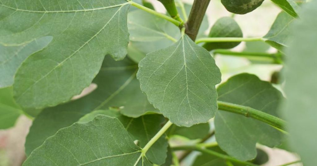 Ljekovita svojstva smokvinog lista – prirodni saveznik zdravlja