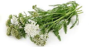 Zaboravljena Čudesna Biljka: Kunica Koja Liječi Od Glave do Pete