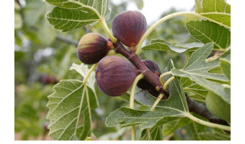 Ljekovita svojstva smokvinog lista – prirodni saveznik zdravlja