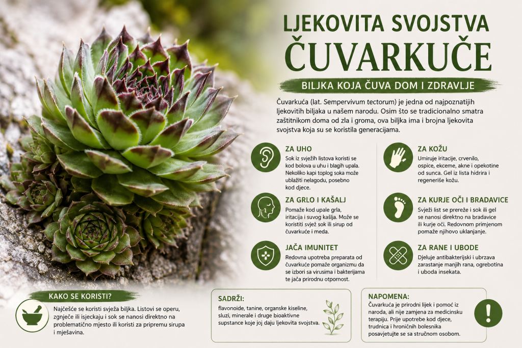 Ljekovita svojstva čuvarkuće – biljka koja čuva dom i zdravlje