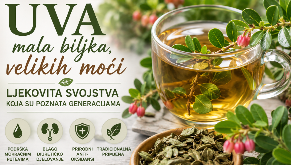 Uva – mala biljka velikih moći: Ljekovita svojstva koja su poznata generacijama