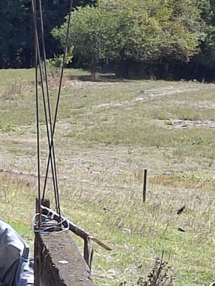 JEZIVA TRAGEDIJA: Bik nasmrt izbo 76-godišnjeg vlasnika, mještani u strahu