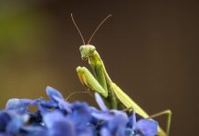 Drevni lovac i simbol mira – Ako se bogomoljka pojavi u vašem domu, sudbina vam šalje poruku Drevni lovac i simbol mira - Ako se bogomoljka pojavi u vašem domu, sudbina vam šalje poruku