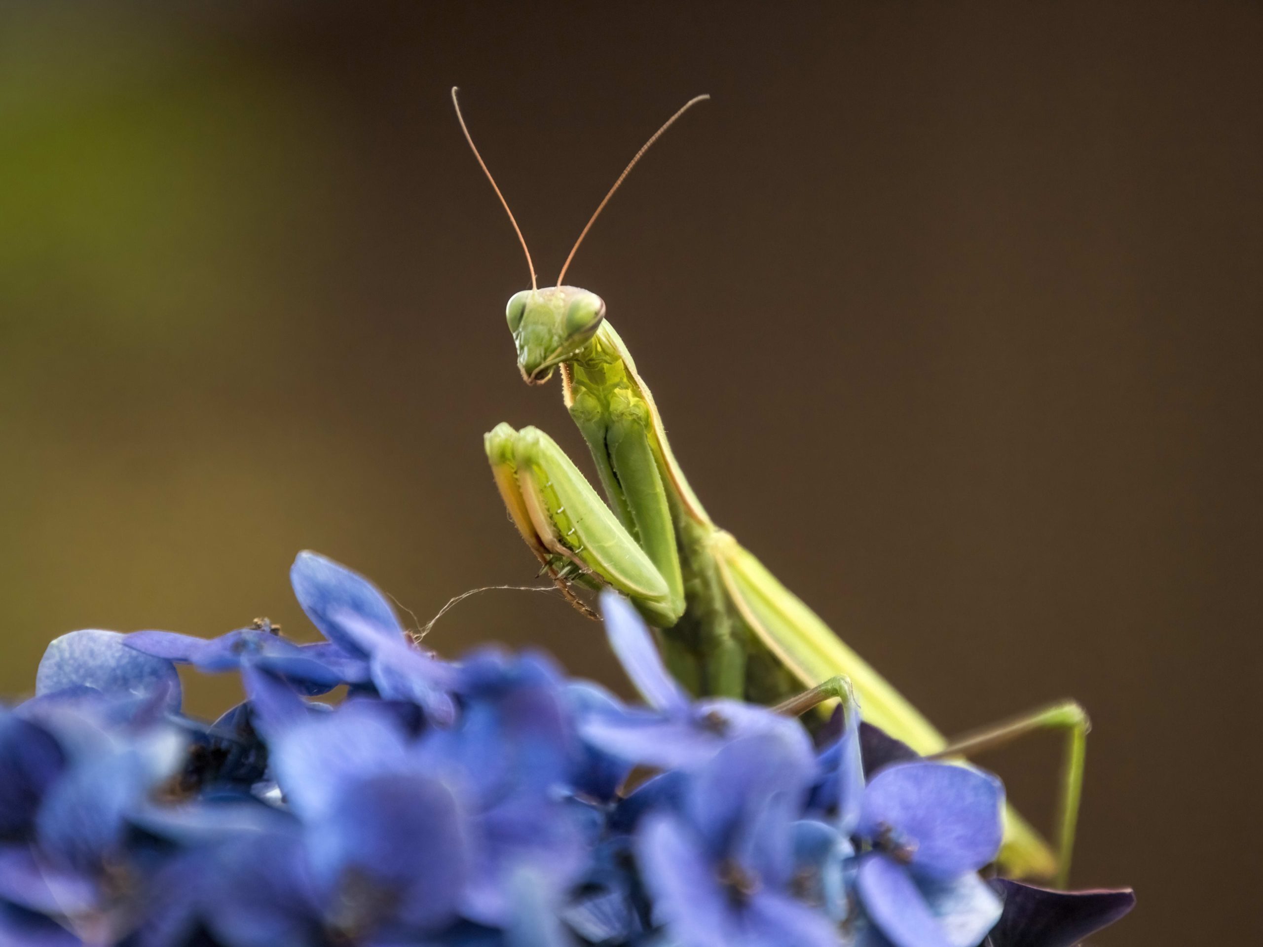 Drevni lovac i simbol mira - Ako se bogomoljka pojavi u vašem domu, sudbina vam šalje poruku Drevni lovac i simbol mira - Ako se bogomoljka pojavi u vašem domu, sudbina vam šalje poruku