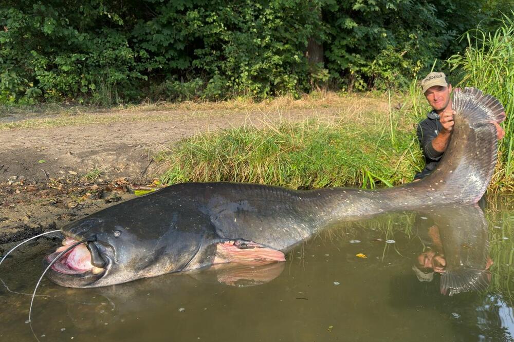 Sjećate li se Legendarnog Jakuba koji je izvukao soma od skoro 3 metra - Tek je sad je oborio rekord – prizor ostavlja bez daha! Sjećate li se Legendarnog Jakuba koji je izvukao soma od skoro 3 metra? Tek je sad je oborio rekord – prizor ostavlja bez daha!