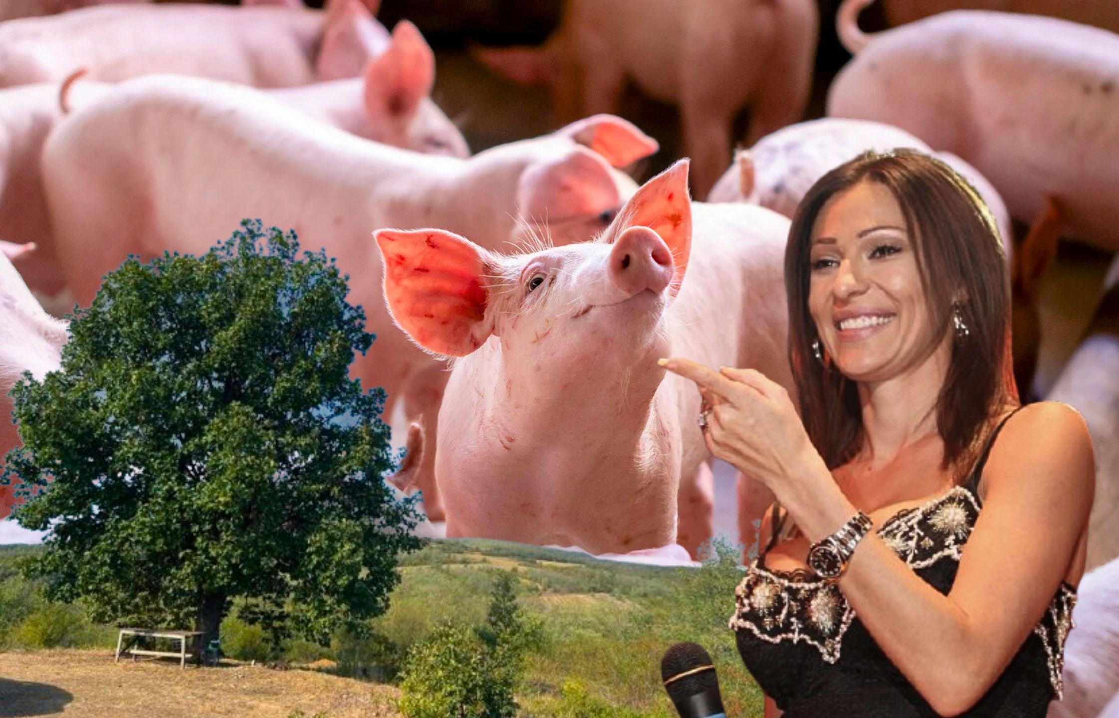 Ceca i stari hrast: Meštani Zuca ustali protiv farme svinja! - 2 Ceca i stari hrast: Meštani Zuca ustali protiv farme svinja!