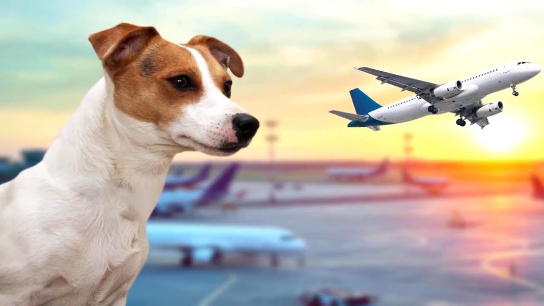 NEVJEROVATNO I TUŽNO: Vlasnica ostavila psa na aerodromu, nitko ne vjeruje razlogu