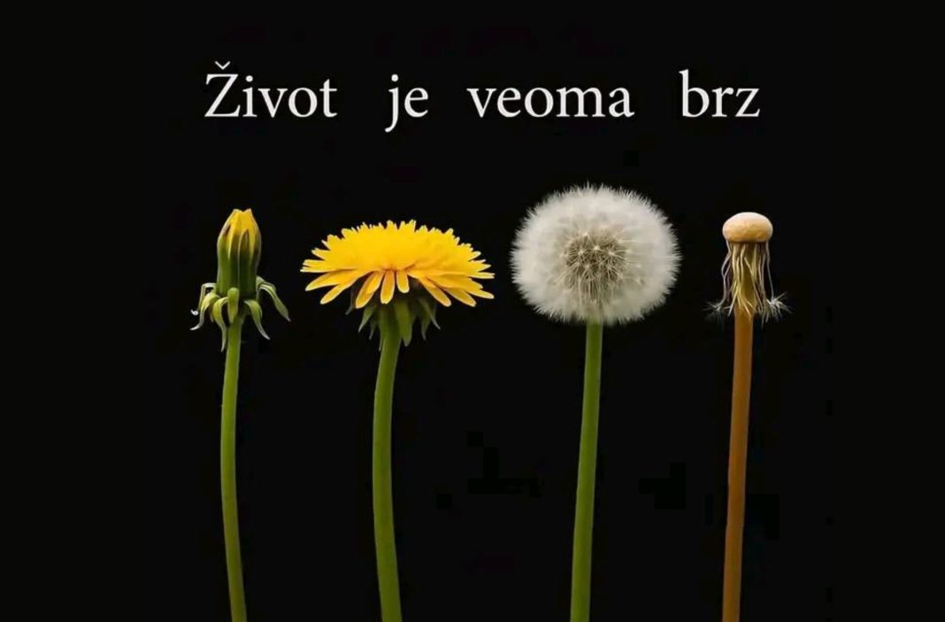 🌼 Poučna priča o maslačku: Život je brz, ali vrijedan svakog trenutka