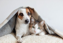 Idealni kućni ljubimci za stan: kako izabrati onog pravog Idealni kućni ljubimci za stan: kako izabrati onog pravog