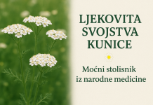 Ljekovita svojstva kunice – čudo prirode u jednoj biljci Ljekovita svojstva kunice – čudo prirode u jednoj biljci