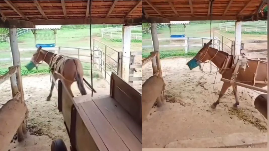 Hit video iz Španije: Magarac se u rikverc ubacio kao da ima vozačku dozvolu!