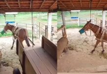 Hit video iz Španije: Magarac se u rikverc parkirao kao da ima vozačku dozvolu! Hit video iz Španije: Magarac se u rikverc ubacio kao da ima vozačku dozvolu!"