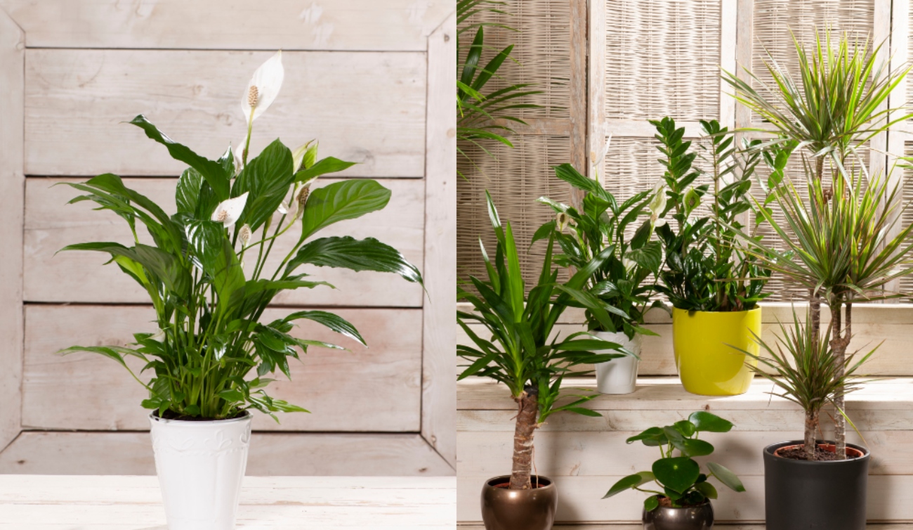 Biljke koje unose energiju, mir i pozitivnu atmosferu u vaš dom Biljke koje unose energiju, mir i pozitivnu atmosferu u vaš dom
