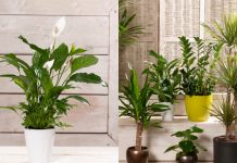 Biljke koje unose energiju, mir i pozitivnu atmosferu u vaš dom Biljke koje unose energiju, mir i pozitivnu atmosferu u vaš dom