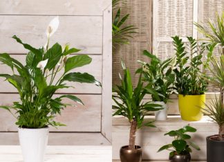 Biljke koje unose energiju, mir i pozitivnu atmosferu u vaš dom Biljke koje unose energiju, mir i pozitivnu atmosferu u vaš dom