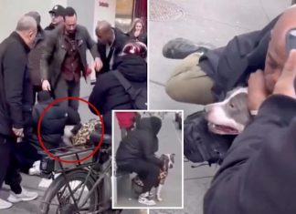 Horor u New Yorku: Pit bull napao jednogodišnju bebu nasred ulice Horor u New Yorku: Pit bull napao jednogodišnju bebu nasred ulice